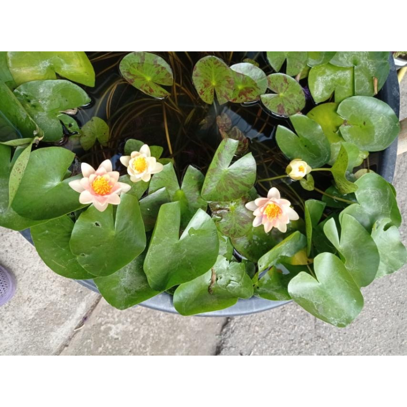 ЛАТАТТЯ, НІМФЕЯ “КАРЛИК ПОМАРАНЧЕВА“ - рослина для міні ставка, водної клумби, ставочка у вазоні