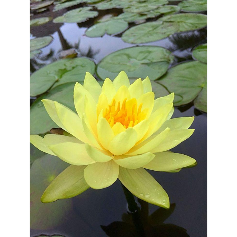 ЛАТАТТЯ, НІМФЕЯ “ДЖОЙ ТОМАСИК“ (відросток з голим корінням)