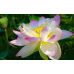 ЛОТОС ТРОПІЧНИЙ (1 горішок)