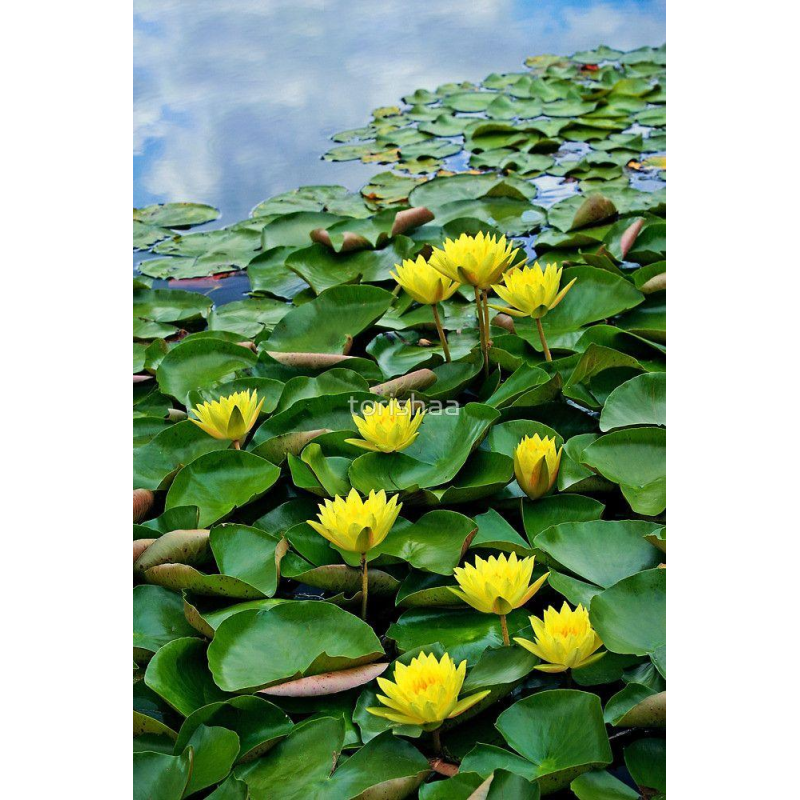 ЛАТАТТЯ, НІМФЕЯ “ДЖОЙ ТОМАСИК“ (дорослий кущ у сітчастому горщику)