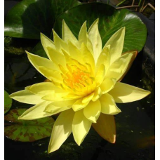 ЛАТАТТЯ, НІМФЕЯ “ДЖОЙ ТОМАСИК“ (великий кущ в сітчастому горщику)