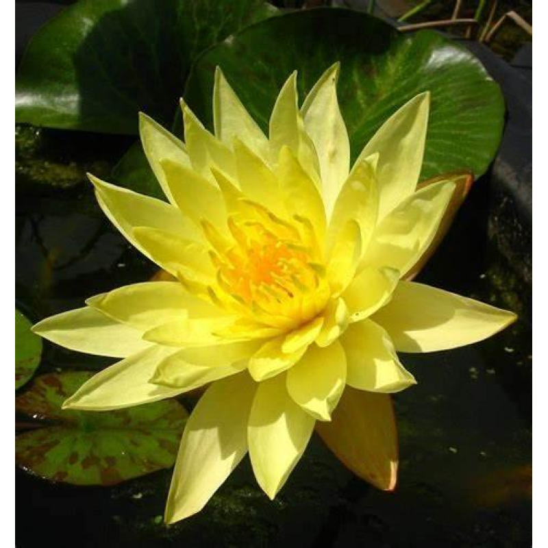 ЛАТАТТЯ, НІМФЕЯ “ДЖОЙ ТОМАСИК“ (великий кущ в сітчастому горщику)