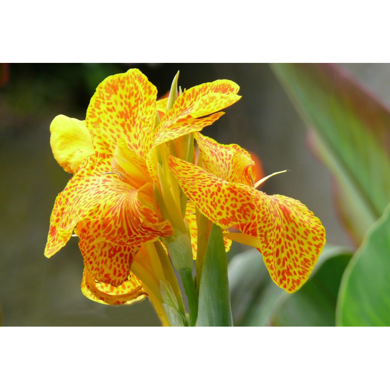 КАННА ВОДНА, ТИГРОВА КВІТКА (бульба дорослої рослини)