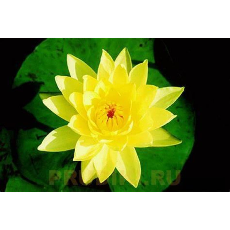 КУВШИНКА, НІМЕЯ “ДЖОЙ ТОМАСИК“ (відросток у технологічному горщику)