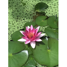 ЛАТАТТЯ, НІМФЕЯ “ФЛАМЕЯ“ (відросток у технологічному горщику)