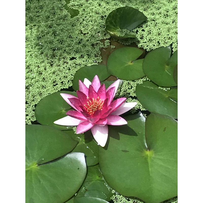 ЛАТАТТЯ, НІМФЕЯ “ФЛАМЕЯ“ (відросток у технологічному горщику)