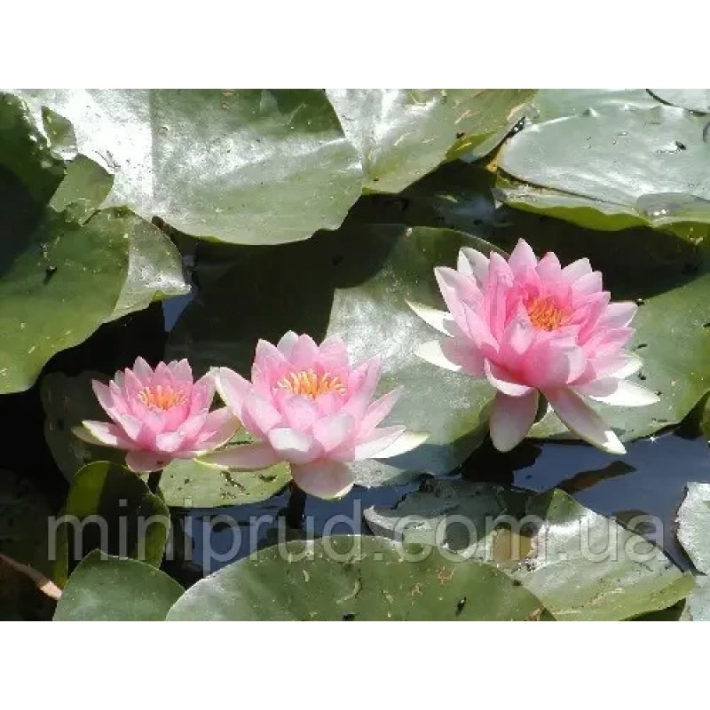 ЛАТАТТЯ, НІМФЕЯ “ФАБІОЛА“ (відросток у технологічному горщику)