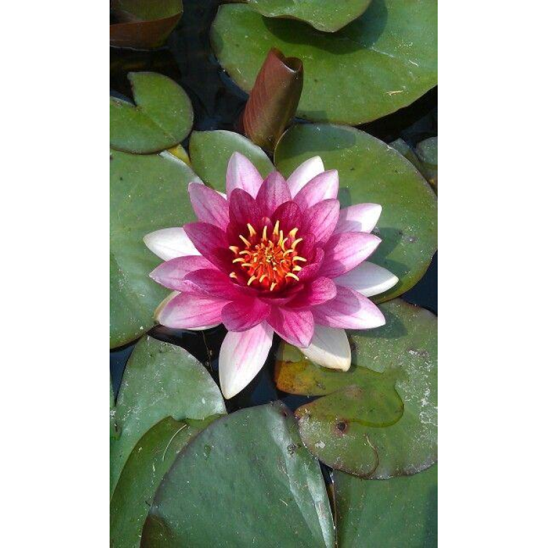 ЛАТАТТЯ, НІМФЕЯ “АТТРАКЦІОН“ (відросток в технологічному горщику)