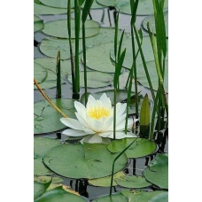 ЛАТАТТЯ, НІМФЕЯ “БІЛА СЕНСАЦІЯ“ (відросток у технологічному горшику)