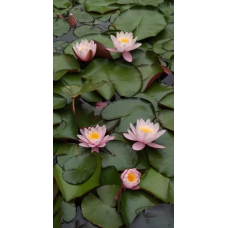 ЛАТАТТЯ, НІМФЕЯ “РОЗЕННІМФЕ“ (відросток в технологічному горщику)