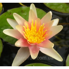 ЛАТАТТЯ, НІМФЕЯ “ГРЕЙПФРУТ“ (відросток в технологічному горщику