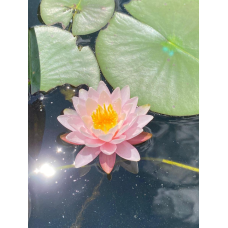 ЛАТАТТЯ, НІМФЕЯ “МАРЛІАКА КАРНЕА“ (відросток в технологічному горщику)