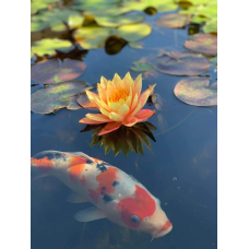 ЛАТАТТЯ, НІМФЕЯ “ВАНВІЗА“ (відросток у технологічному горщику)