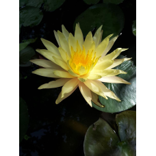 ЛАТАТТЯ, НІМФЕЯ “ГОЛД МЕДАЛ“ (відросток в технологічному горщику)