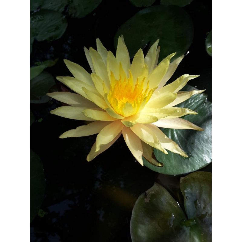 ЛАТАТТЯ, НІМФЕЯ “ГОЛД МЕДАЛ“ (відросток в технологічному горщику)