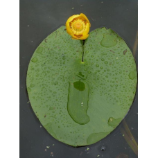 КУБУШКА ЖОВТА, ГЛЕЧИКИ (відросток у технологічному горщику)