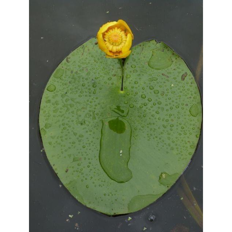 КУБУШКА ЖОВТА, ГЛЕЧИКИ (відросток у технологічному горщику)