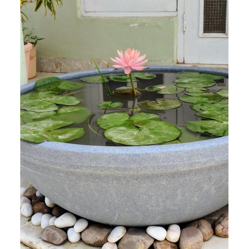 ЛАТАТТЯ, НІМФЕЯ “КОЛОРАДО“ (відросток з голим корінням)