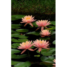 ЛАТАТТЯ, НІМФЕЯ “КОЛОРАДО“  (дорослий кущ у сітчастому горщику)