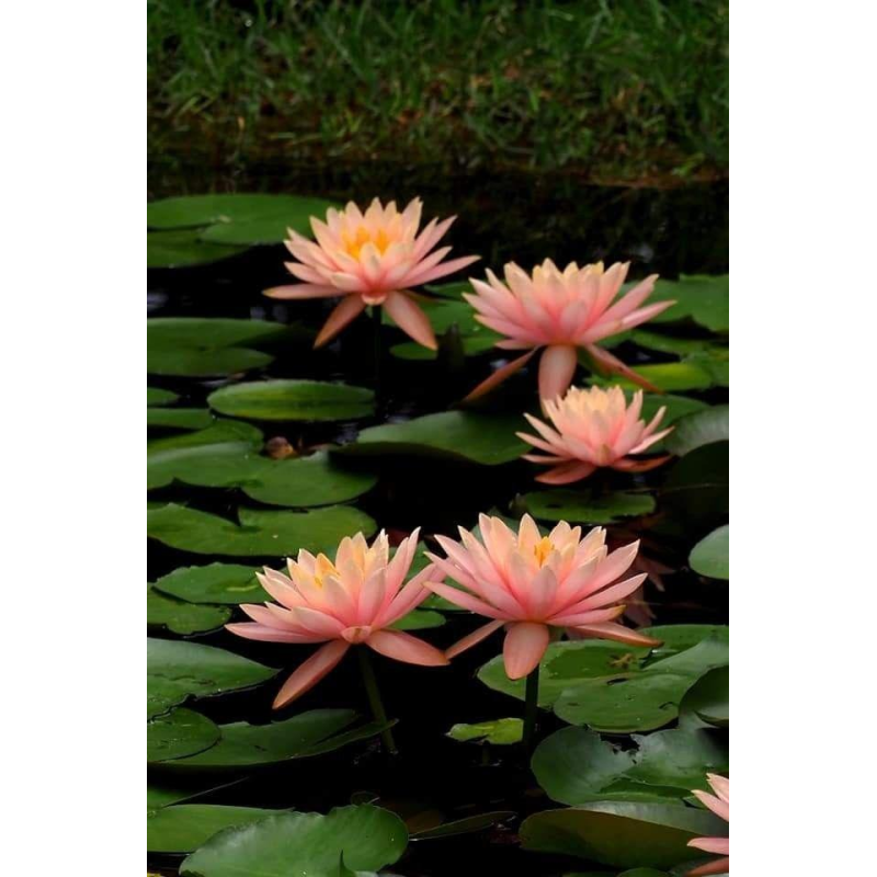 ЛАТАТТЯ, НІМФЕЯ “КОЛОРАДО“  (дорослий кущ у сітчастому горщику)