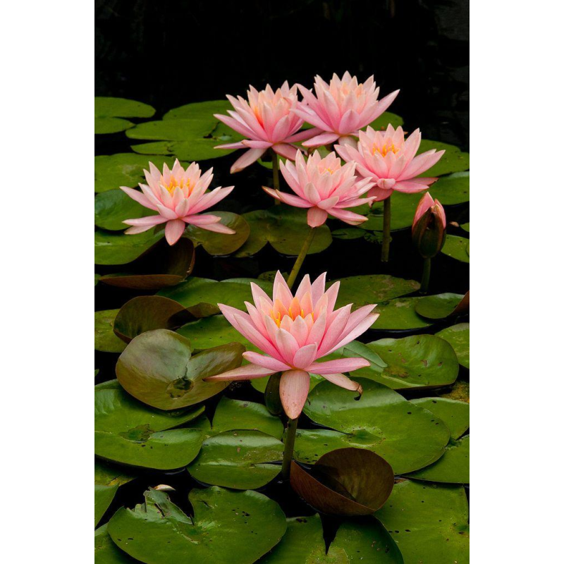 ЛАТАТТЯ, НІМФЕЯ  “КОЛОРАДО“ (великий кущ у сітчастому горщику)