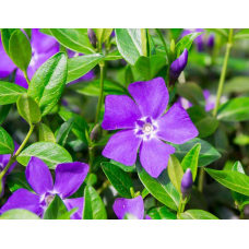 ВІЧНОЗЕЛЕНИЙ БАРВІНОК МАЛИЙ (дорослий кущ із голим корінням)