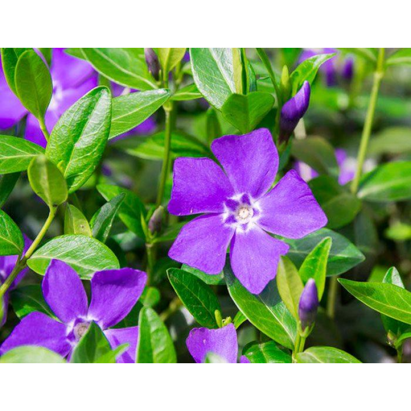 ВІЧНОЗЕЛЕНИЙ БАРВІНОК МАЛИЙ (дорослий кущ із голим корінням)