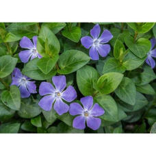 ВІЧНОЗЕЛЕНИЙ БАРВІНОК ВЕЛИКИЙ, блакитна квітка (дорослий кущ в технологічному горщику)