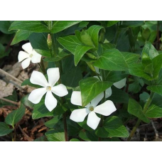 ВІЧНОЗЕЛЕНИЙ БАРВИНОК ВЕЛИКИЙ, біла квітка (дорослий кущ у технологічному горщику)