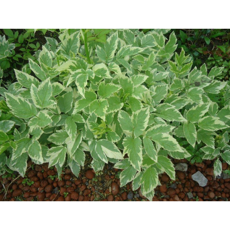 ЯГЛИЦЯ, СНИТЬ РЯБОЛИСТІ (дорослий кущ із голим корінням)