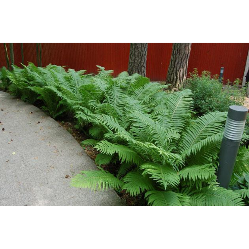 ПАПОРОТЬ САДОВА, СТРАУСНИК (великий кущ із голим корінням)