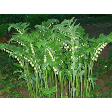 КУПЕНА БАГАТОКВІТКОВА (дорослий кущ з голими корянми)