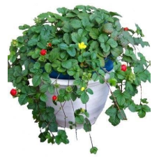 ДЮШЕНІЯ ВІЧНОЗЕЛЕНА, ПЕРСТАЧ ІНДІЙСЬКИЙ (дорослий кущ із голим корінням)