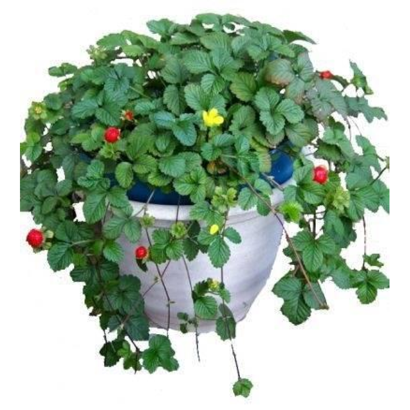 ДЮШЕНІЯ ВІЧНОЗЕЛЕНА, ПЕРСТАЧ ІНДІЙСЬКИЙ (дорослий кущ із голим корінням)