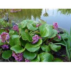 ВІЧНОЗЕЛЕНИЙ БАДАН (дорослий кущ із голим корінням)