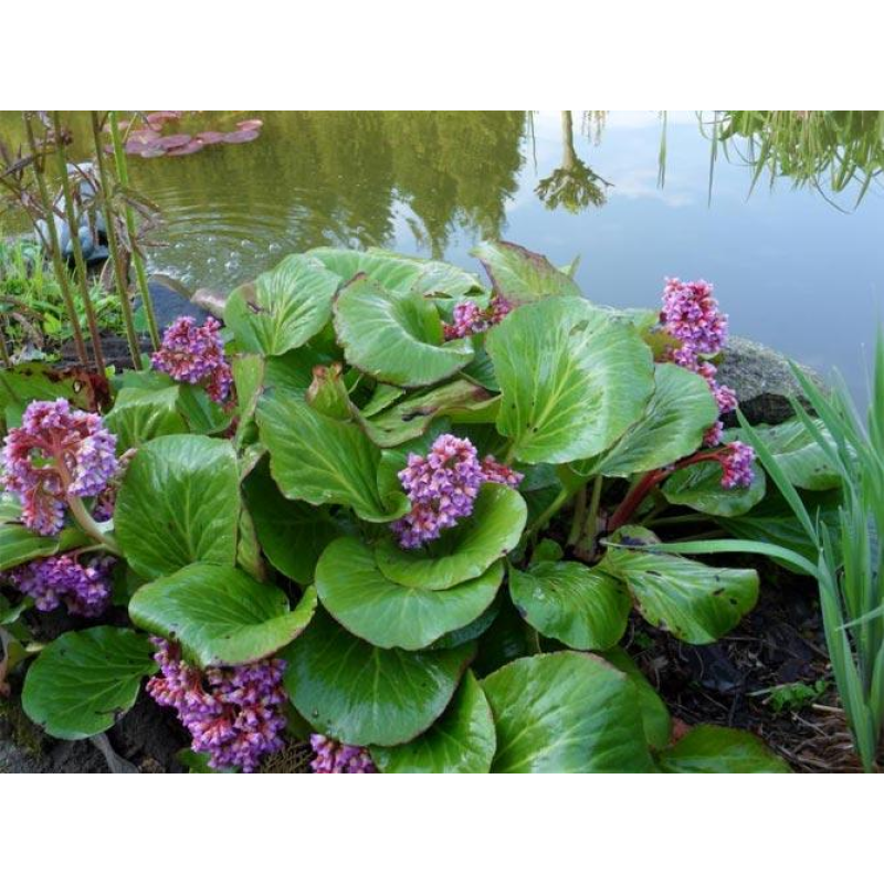 ВІЧНОЗЕЛЕНИЙ БАДАН (дорослий кущ із голим корінням)