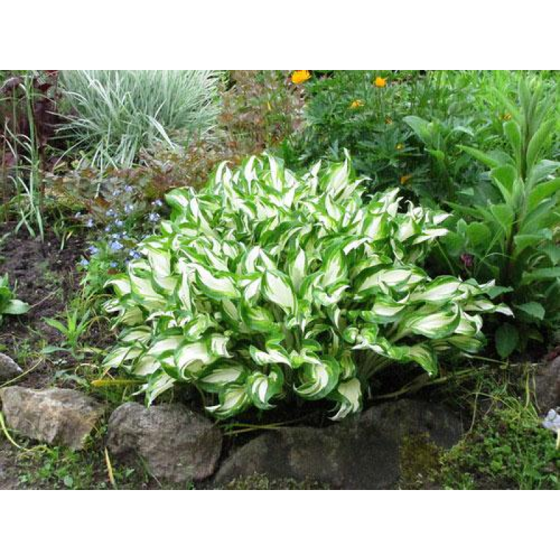 ХОСТА ХВИЛЯСТА (дорослий кущ із голим корінням)