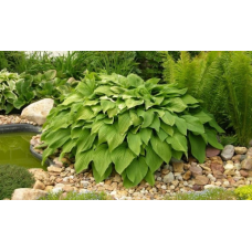 ХОСТА ПОДОРОЖНИКОВА (дорослий кущ із голим корінням)