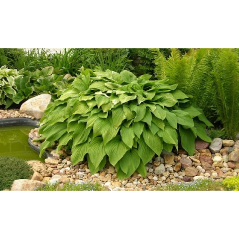 ХОСТА ПОДОРОЖНИКОВА (дорослий кущ із голим корінням)