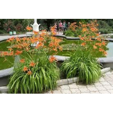 ЛІЛЕЙНИК БУРО-ЖОВТИЙ, РУДИЙ (дорослий кущ у технологічному горщику)