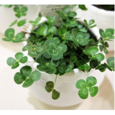 ВОДЯНИЙ КЛЕВЕР, МАРСІЛЕЯ (дорослий кущ у технологічному горщику)