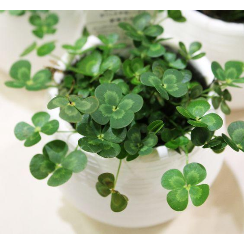 ВОДЯНИЙ КЛЕВЕР, МАРСІЛЕЯ (дорослий кущ у технологічному горщику)