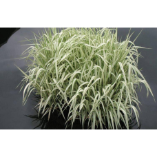 МАННИК ВАРІЄГАТА (дорослий кущ з голим корінням)