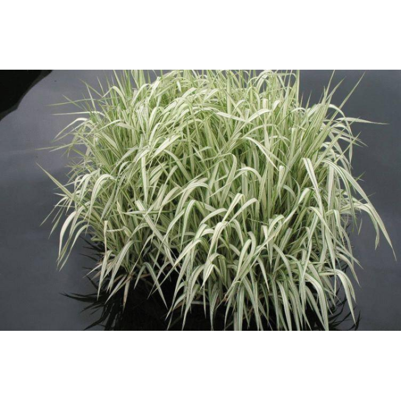 МАННИК ВАРІЄГАТА (дорослий кущ з голим корінням)