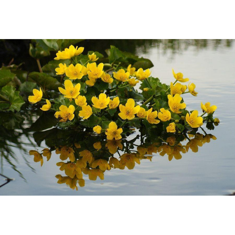 КАЛЮЖНИЦЯ БОЛОТЯНА (дорослий кущ у технологічному горщику)