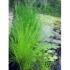 БОЛОТНИЦЯ БОЛОТЯНА, СІТНЯГ (доросла рослина із голим корінням)