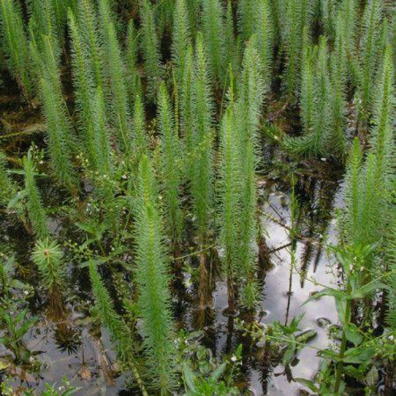 ВОДЯНА СОСОНКА, ХВІСТНИК (дорослий кущ у технологічному горщику)