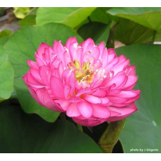 ЛОТОС ТРОПІЧНИЙ (1 горішок)