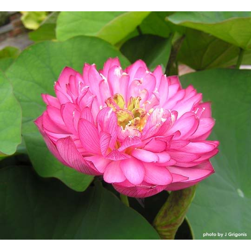 ЛОТОС ТРОПІЧНИЙ (1 горішок)