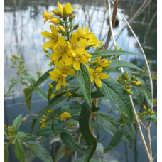 ВЕРБОЗІЛЛЯ ЗВИЧАЙНЕ, РАННІК, ЛІЗІМАХІЯ (дорослий кущ в технологічному горщику)